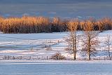 Winter Fields At Sunrise_21496